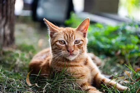 流浪貓|流浪猫（无主、长期在野外生存的猫）